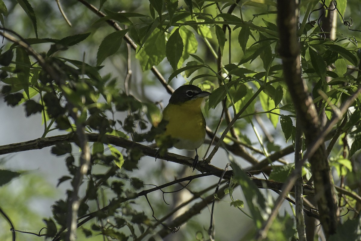 Yellow-breasted Chat - ML639281802