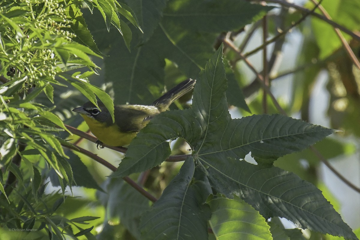 Yellow-breasted Chat - ML639281803