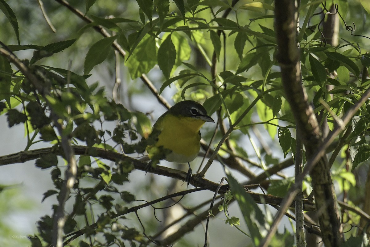 Yellow-breasted Chat - ML639281804