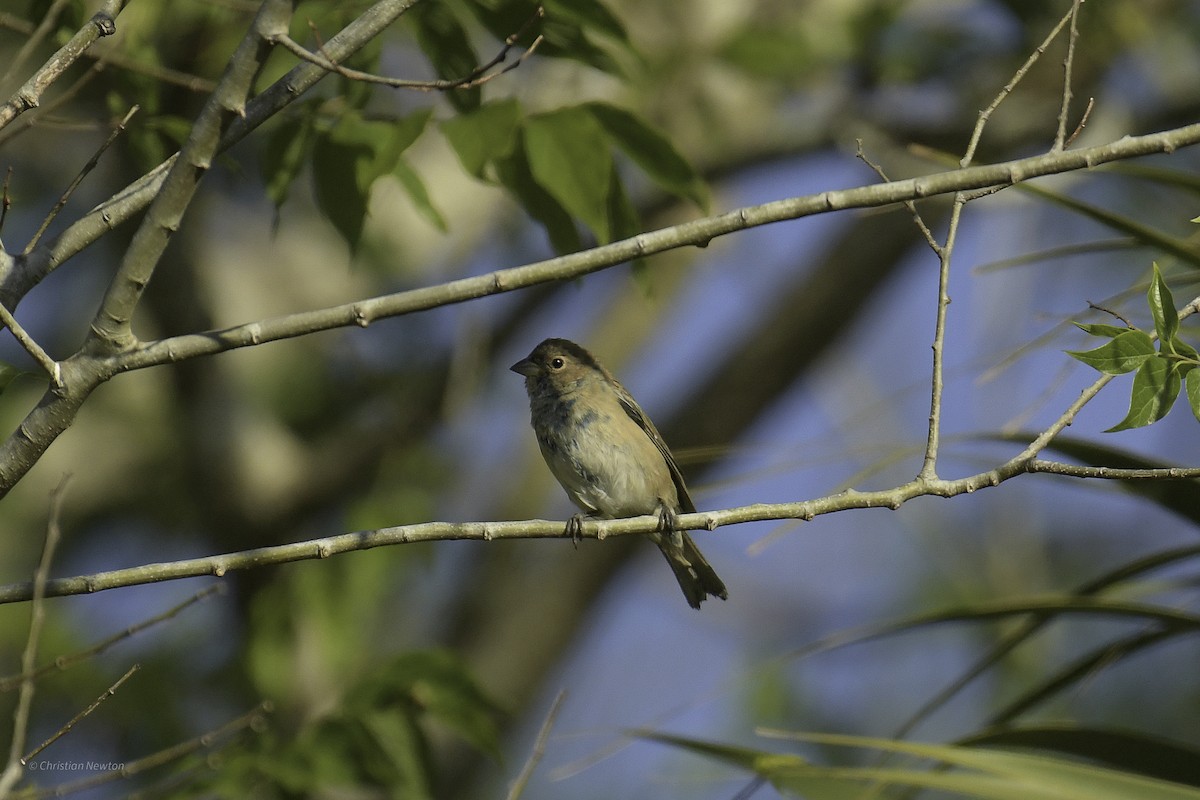 Indigo Bunting - ML639281809