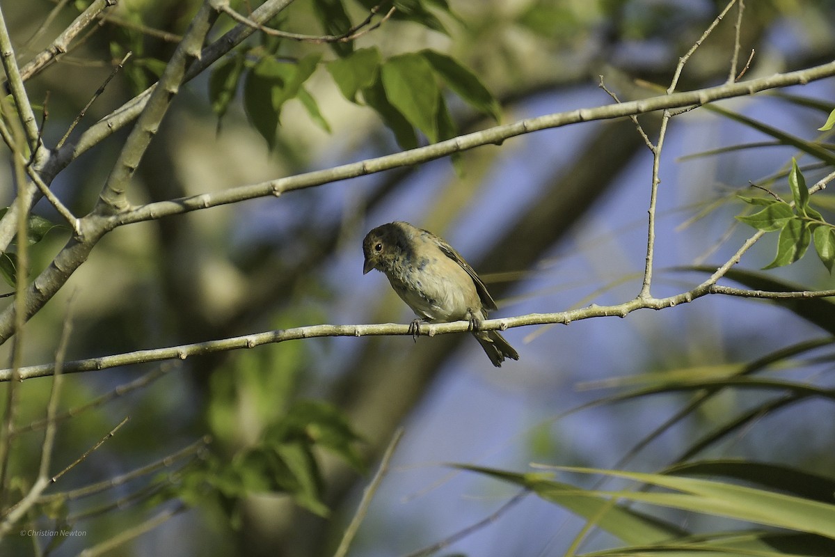 Indigo Bunting - ML639281810