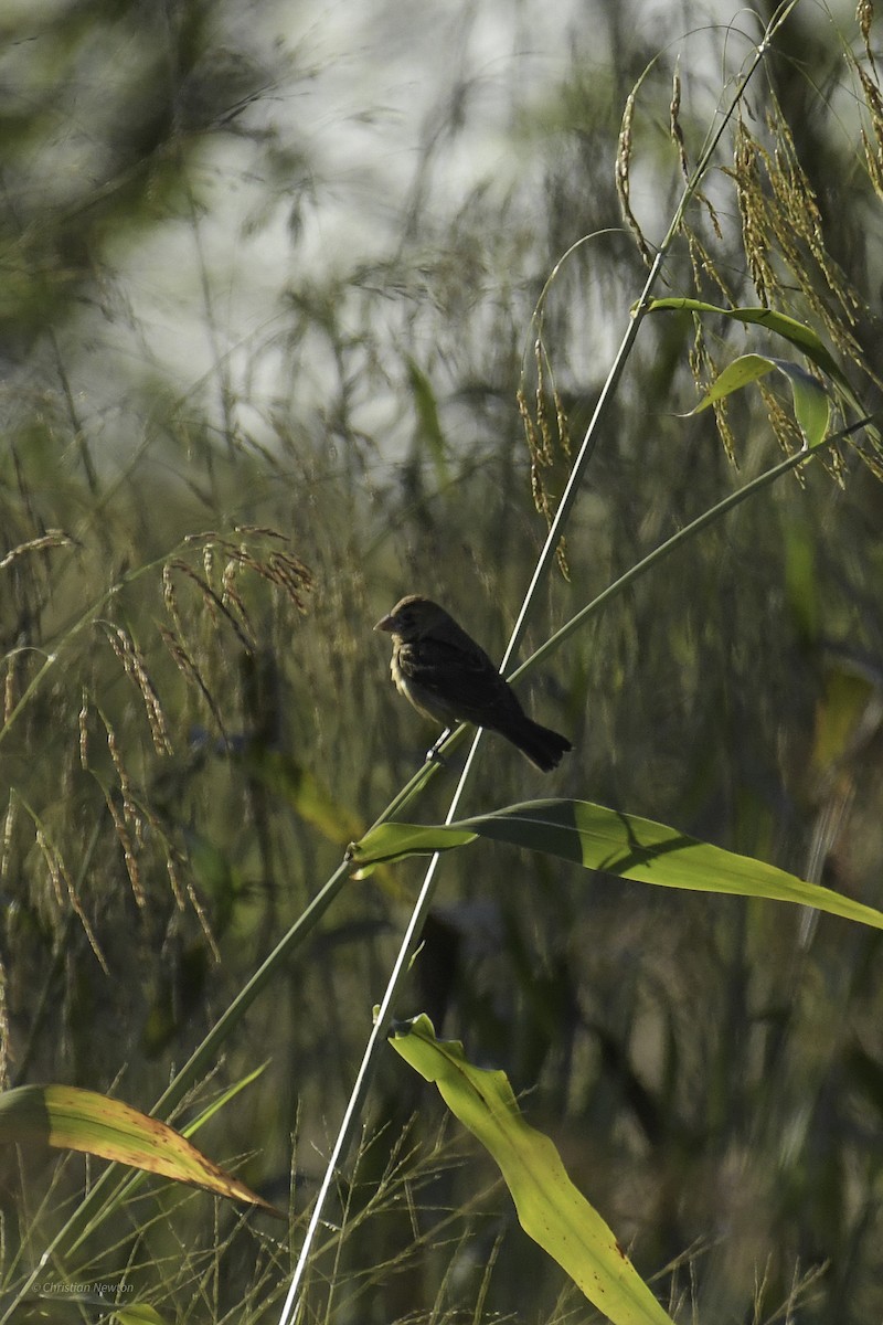Blue Grosbeak - ML639281812