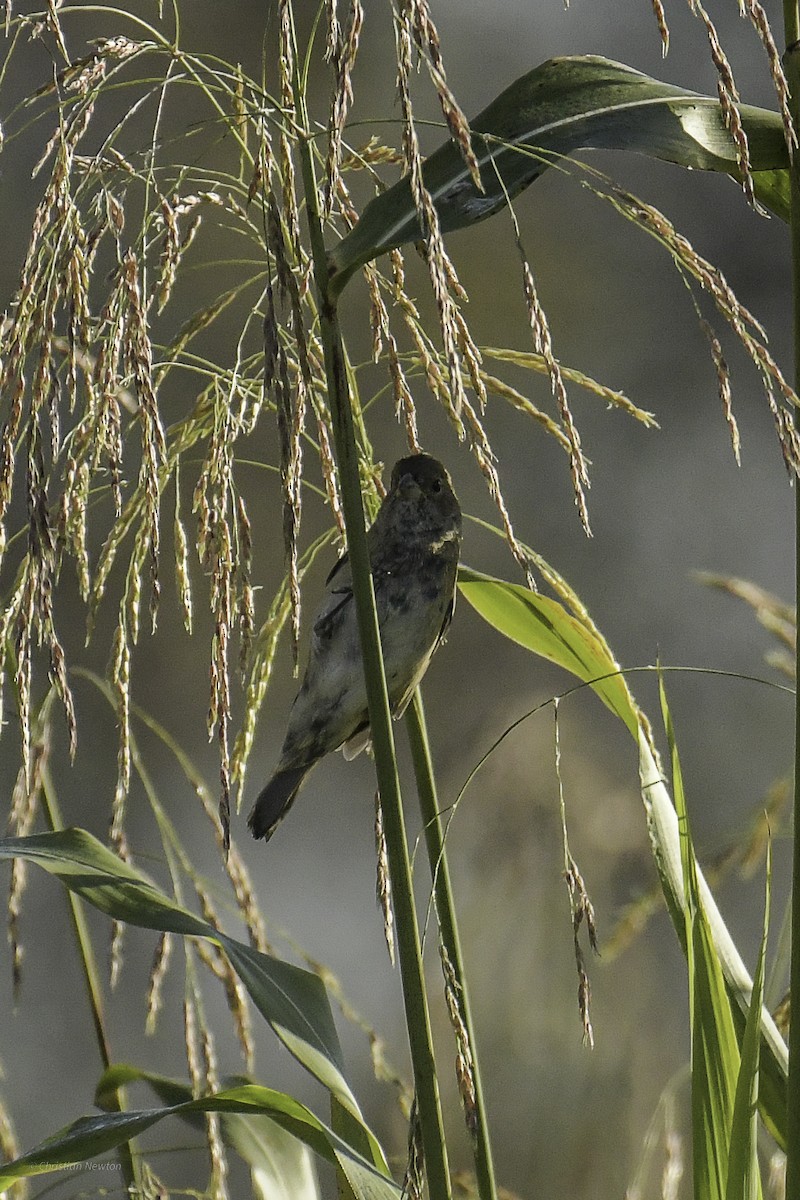 Indigo Bunting - ML639281824