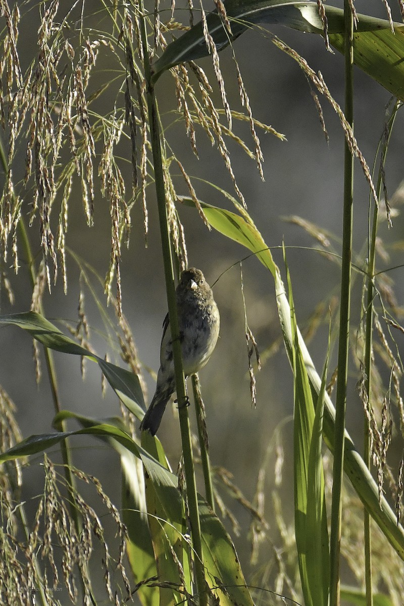Indigo Bunting - ML639281825