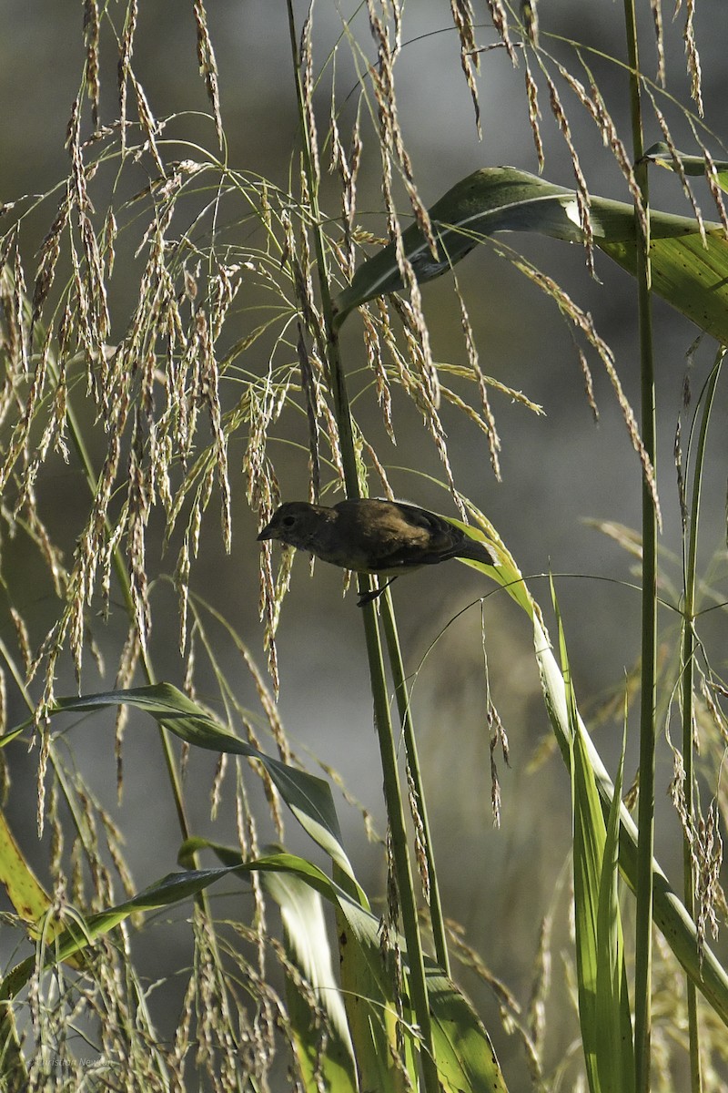Indigo Bunting - ML639281827