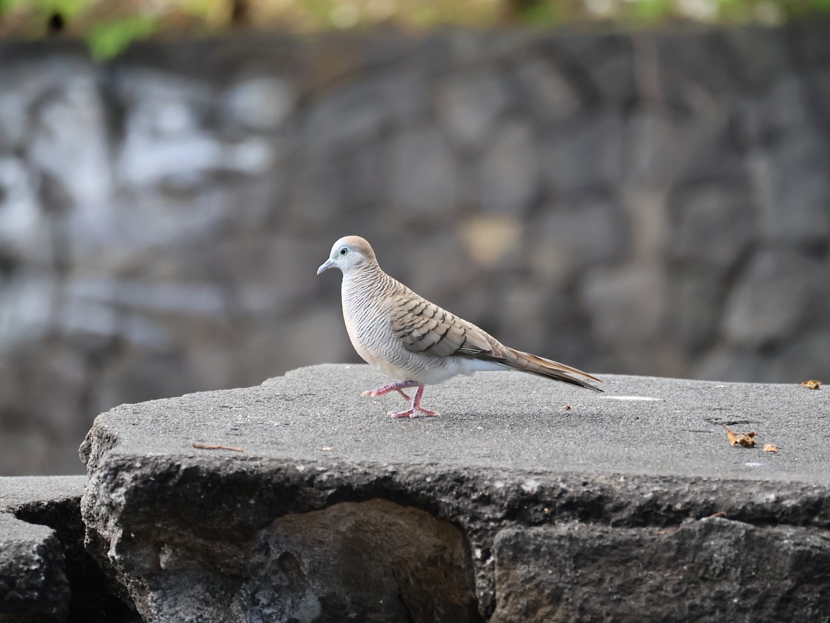 holoubek vlnkovaný - ML639281849