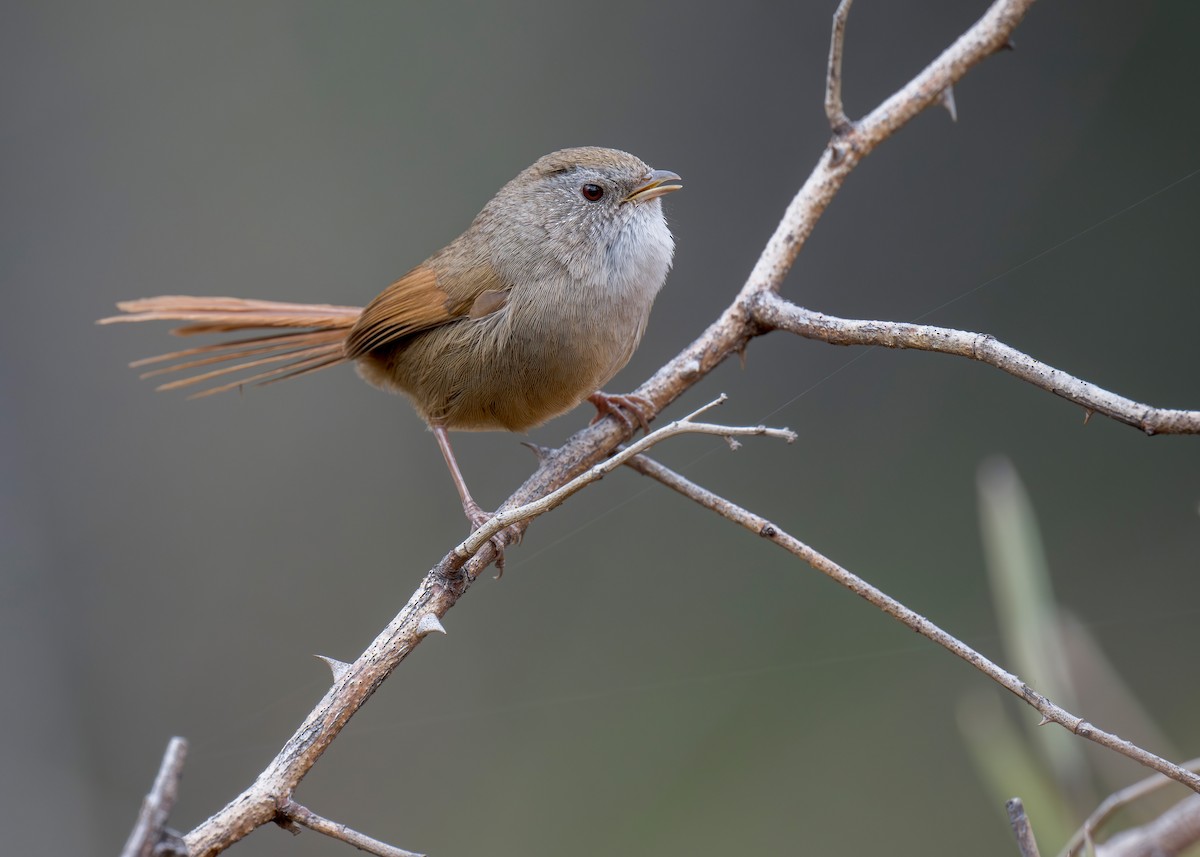 Rufous-tailed Babbler - ML639281941
