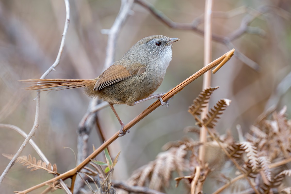 Rufous-tailed Babbler - ML639281942