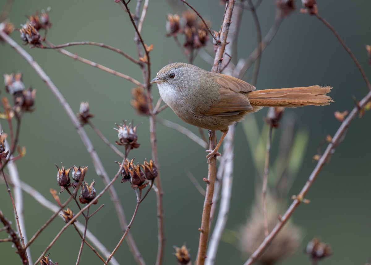 Rufous-tailed Babbler - ML639281943