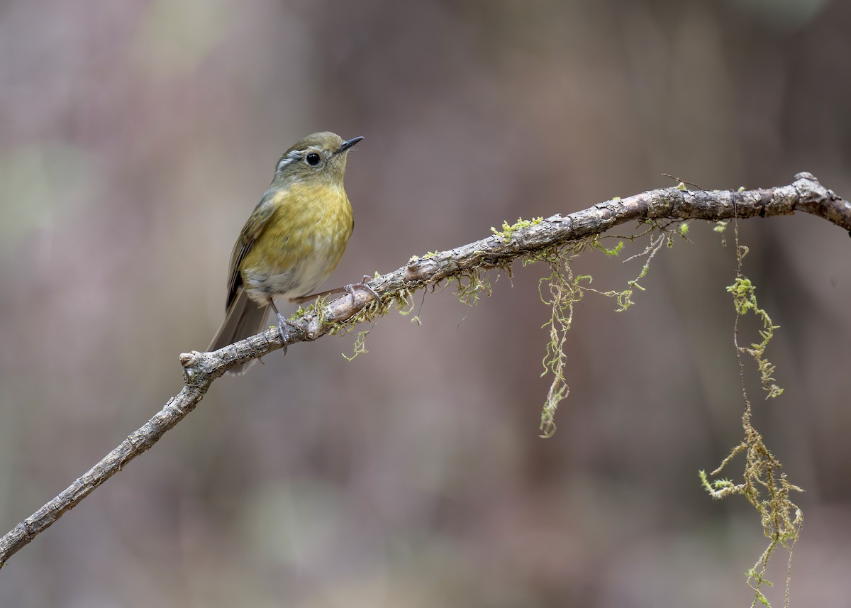 White-browed Bush-Robin - ML639281998