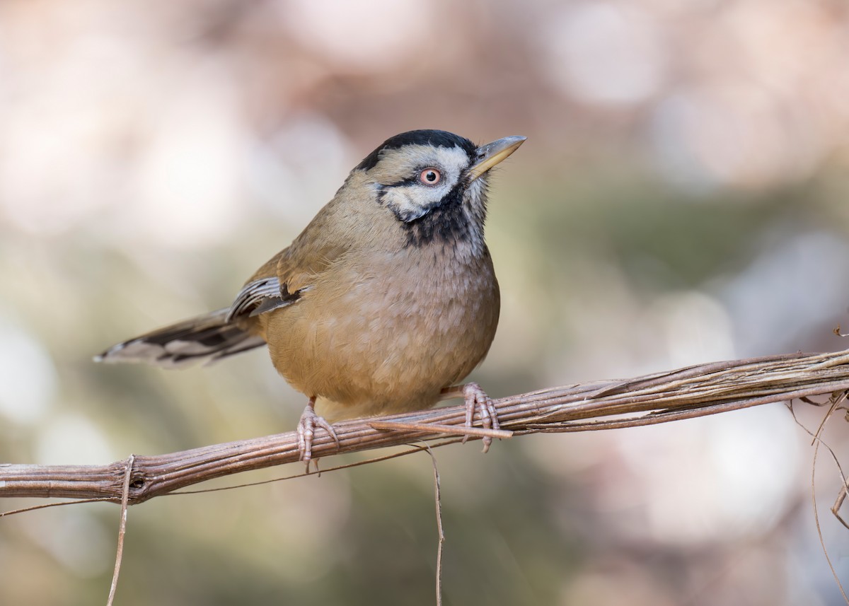 Bıyıklı Gevezeardıç - ML639282032