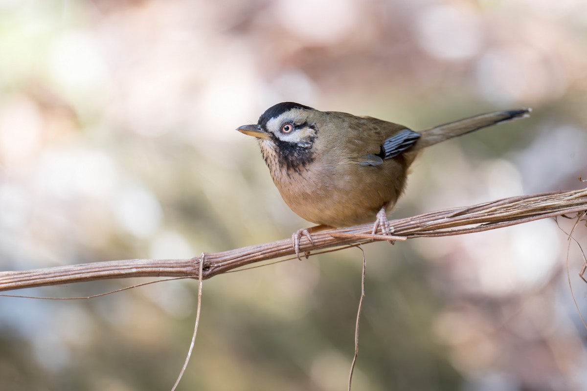 Bıyıklı Gevezeardıç - ML639282033