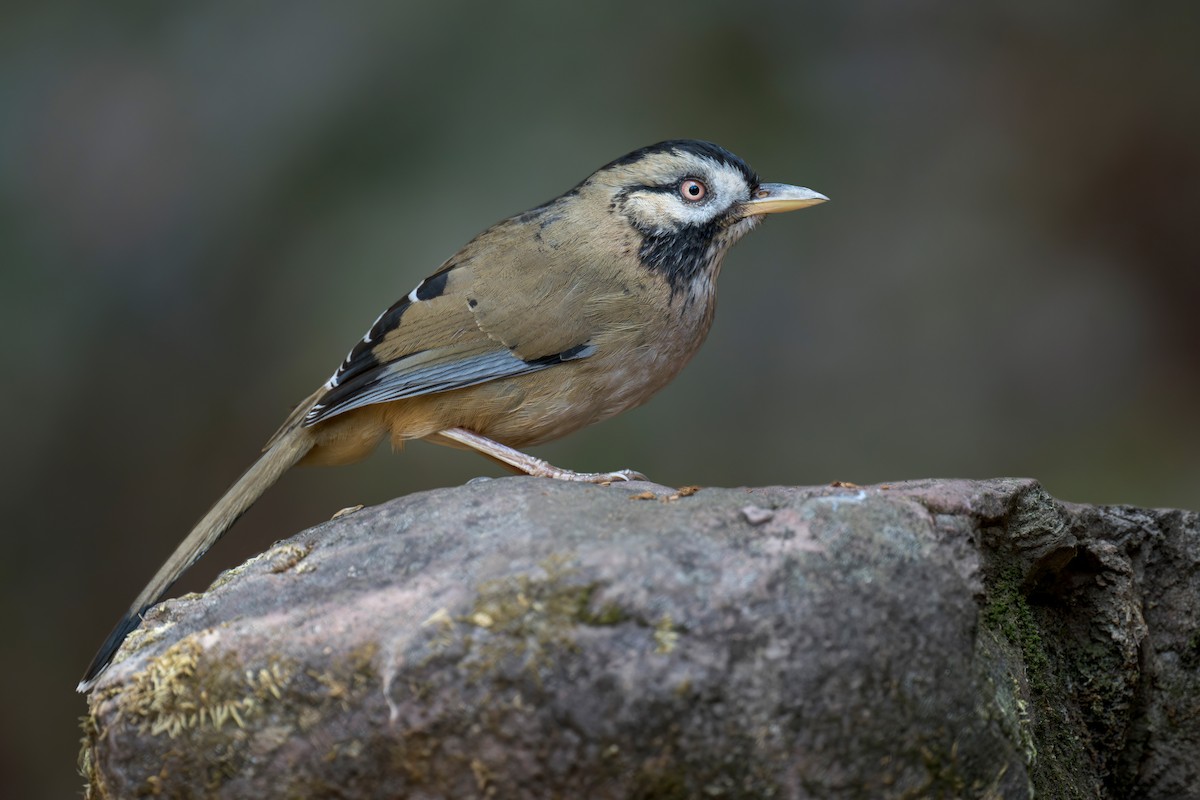 Bıyıklı Gevezeardıç - ML639282035