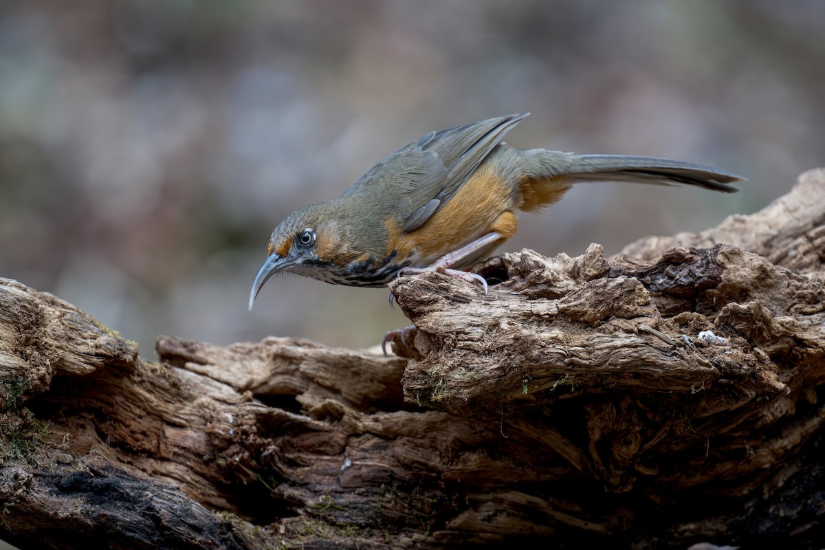 Black-streaked Scimitar-Babbler - ML639282130