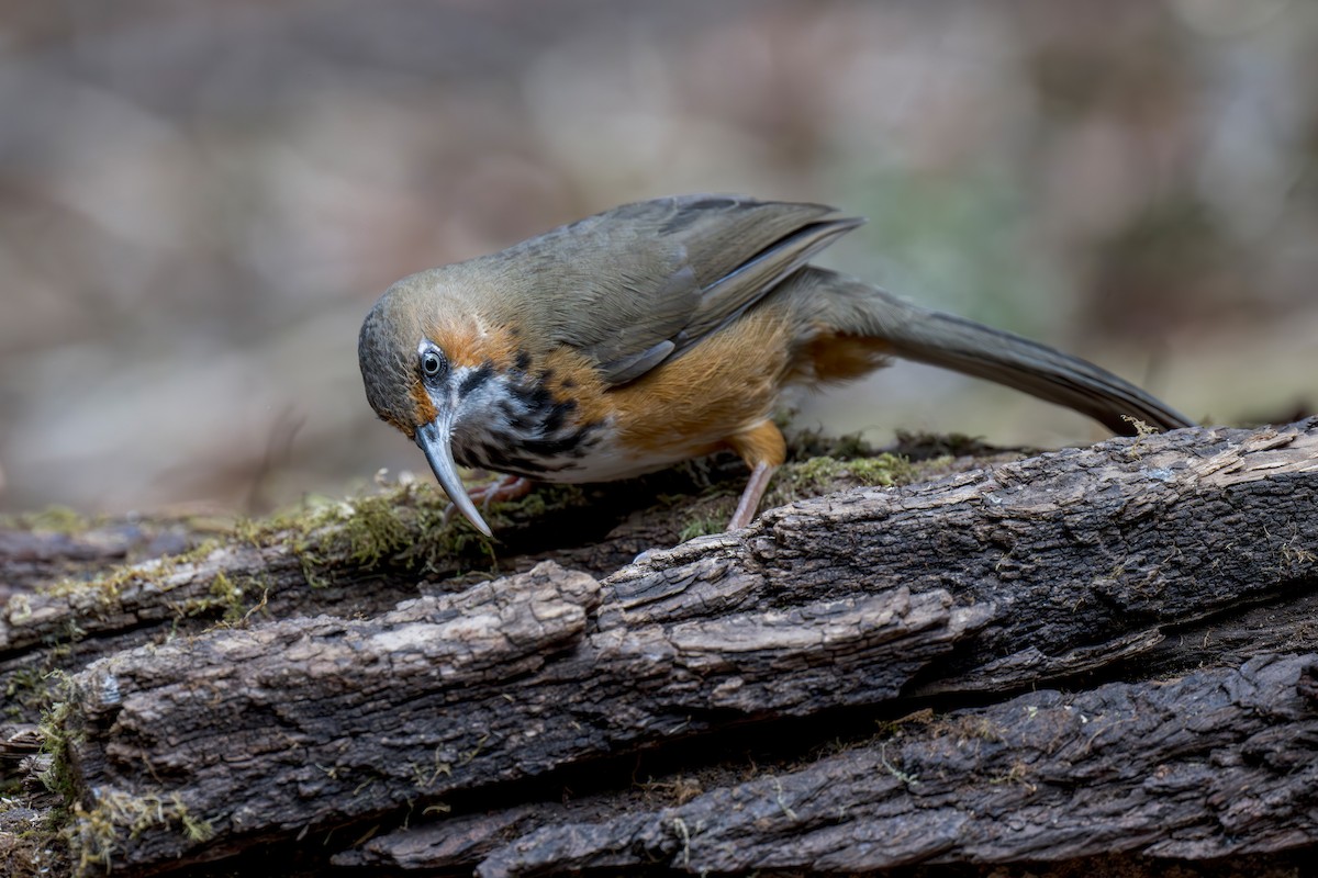 Black-streaked Scimitar-Babbler - ML639282131