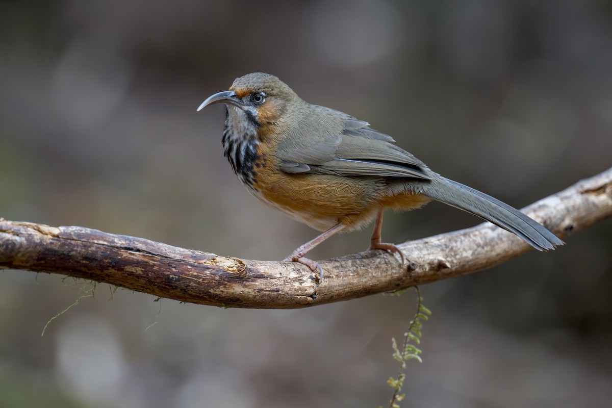 Black-streaked Scimitar-Babbler - ML639282136
