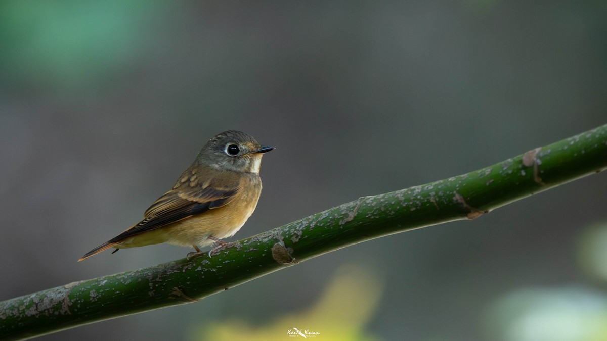 Ferruginous Flycatcher - ML639282138