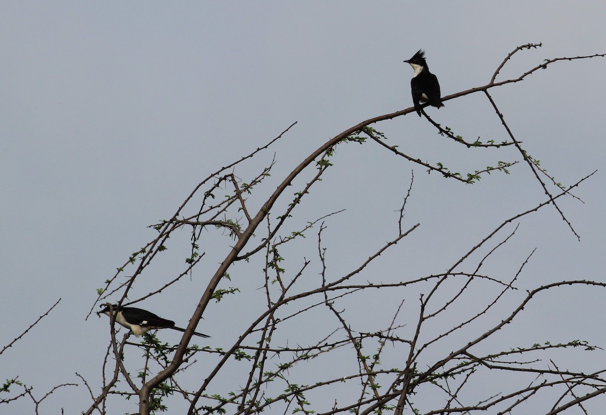 Pied Cuckoo - ML639282149