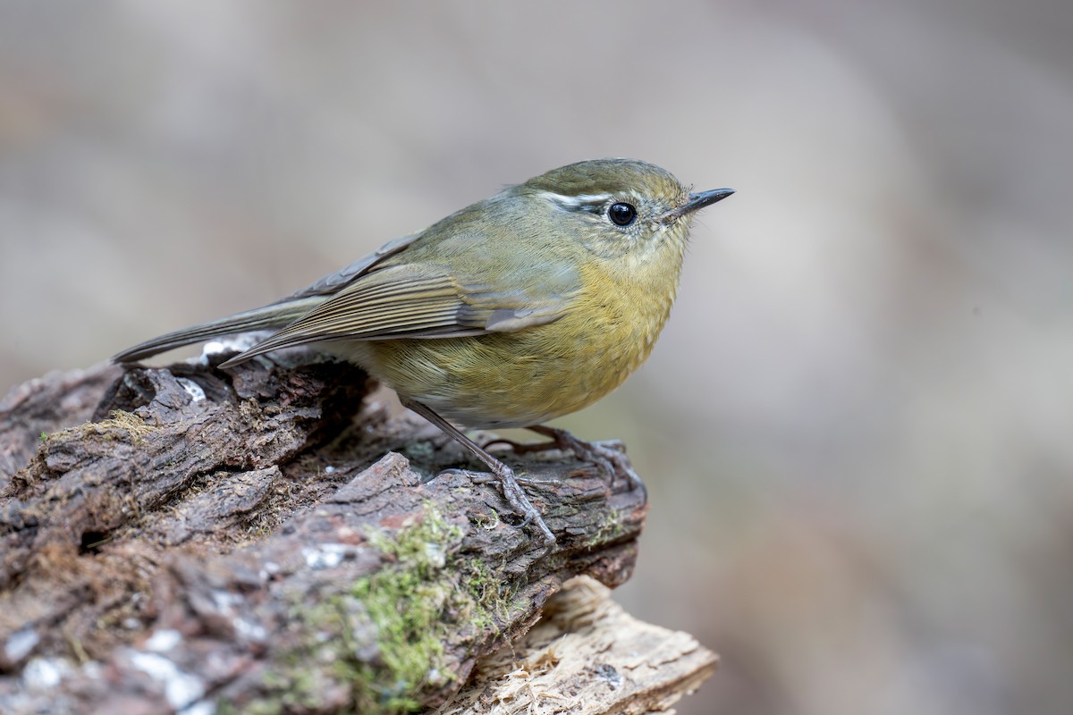 White-browed Bush-Robin - ML639282203