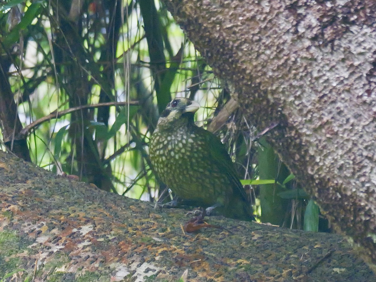 Spotted Catbird - ML639282205