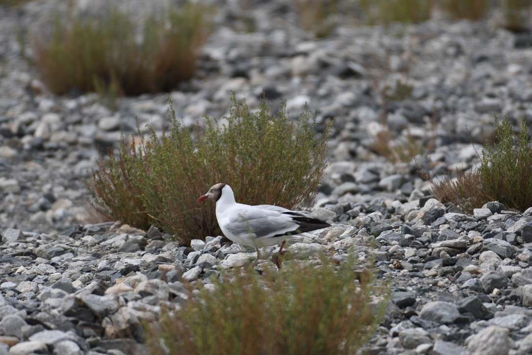 Brown-headed Gull - ML639282240