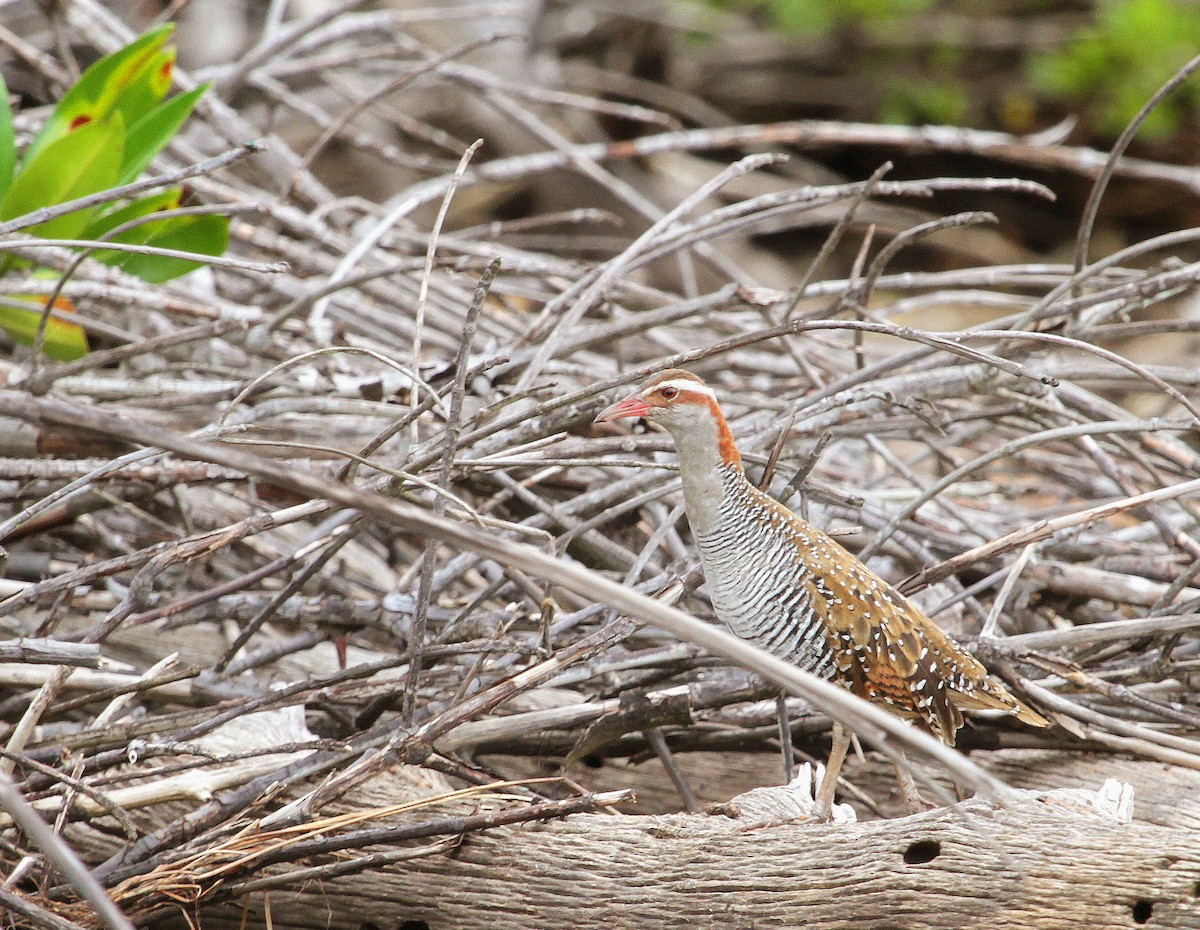 Buff-banded Rail - ML639282257