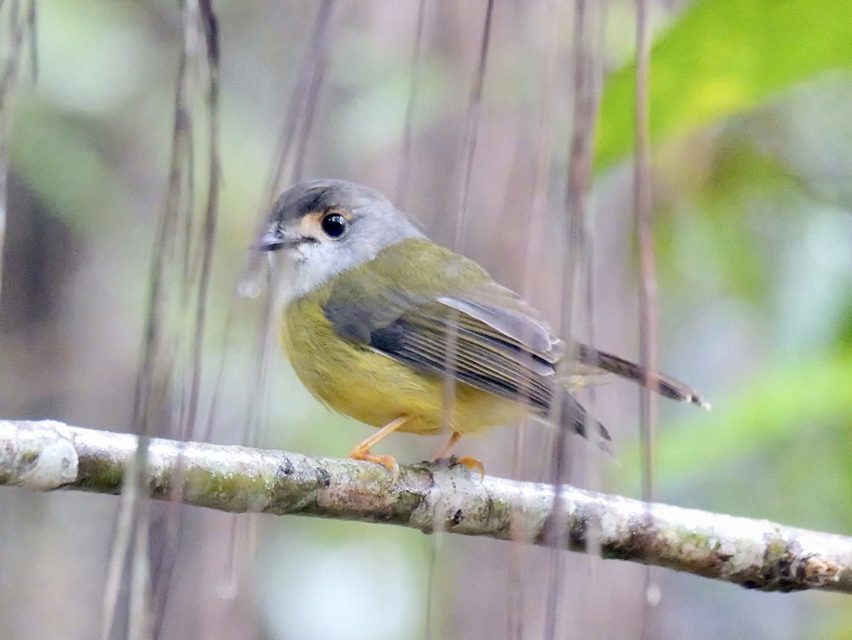 Pale-yellow Robin - ML639282258