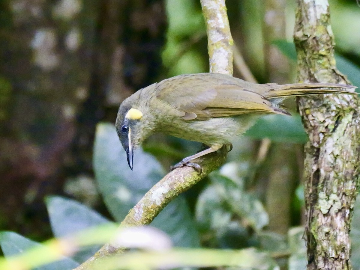 Yellow-spotted Honeyeater - ML639282263