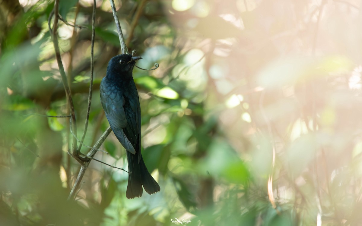 Square-tailed Drongo-Cuckoo - ML639282365