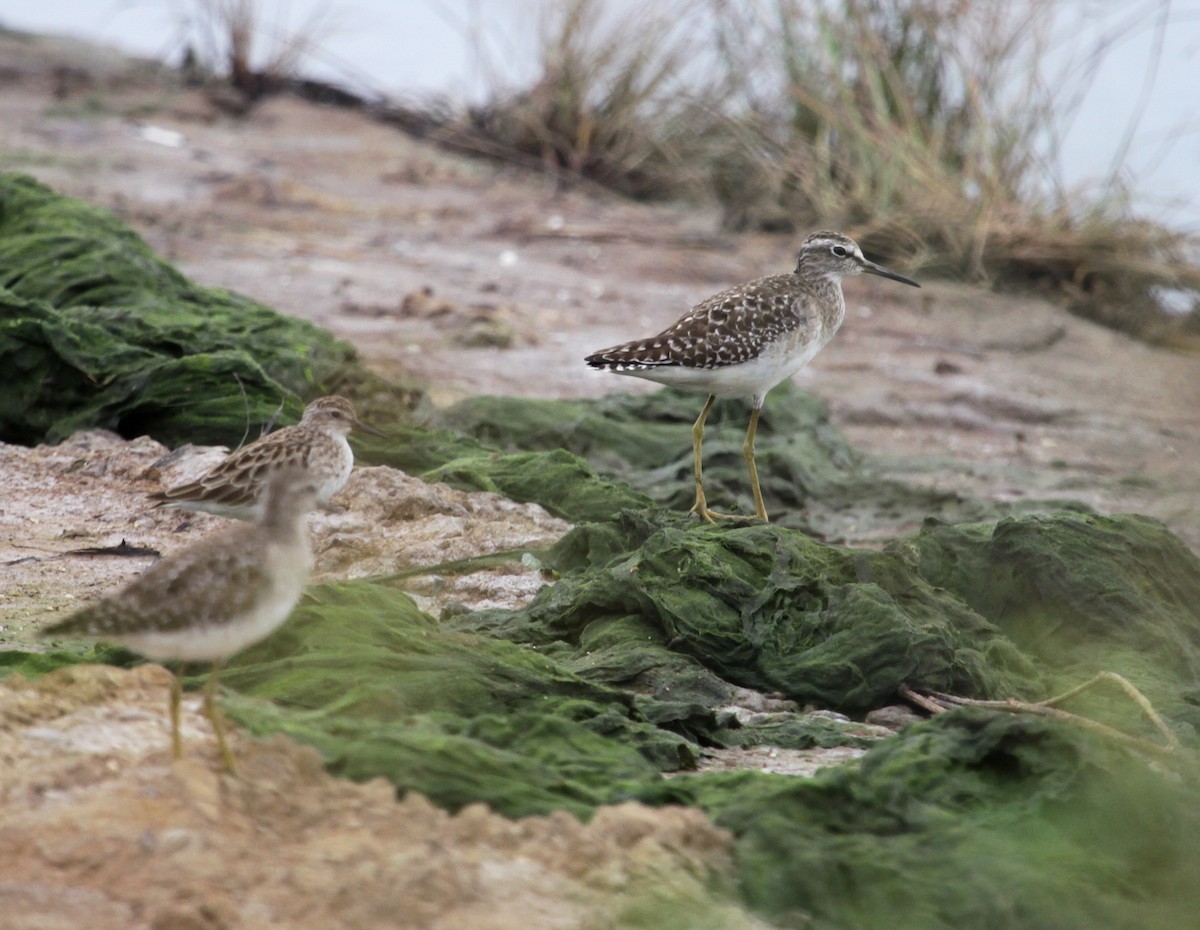 Wood Sandpiper - ML639282381