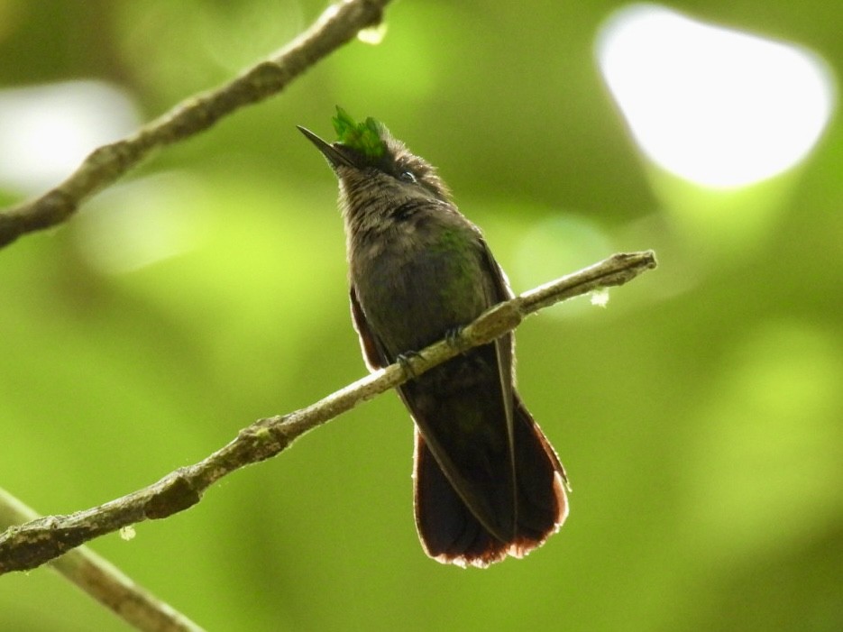 Antillean Crested Hummingbird - ML639282393