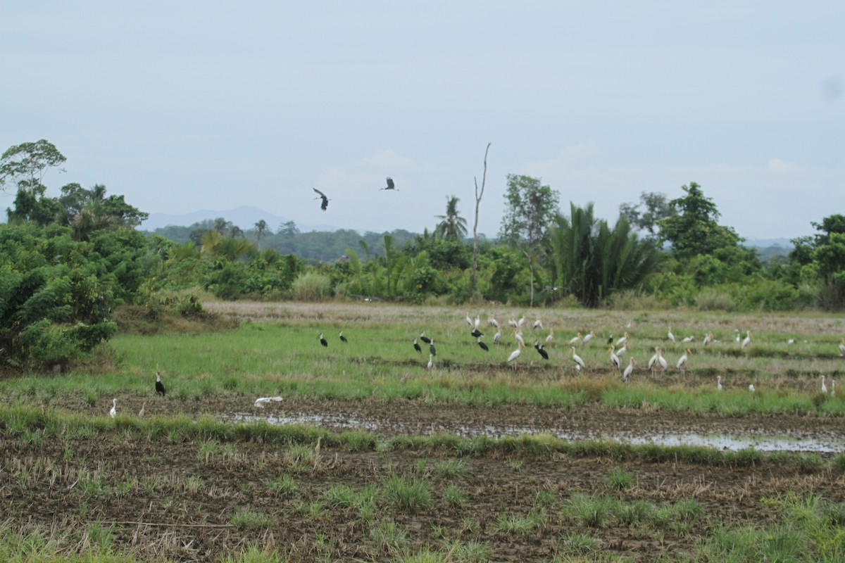 Milky Stork - ML639282415