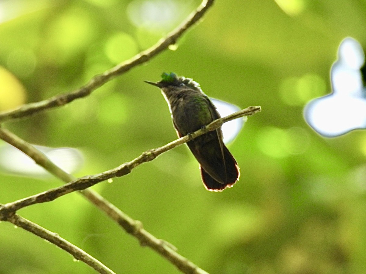 Antillean Crested Hummingbird - ML639282424