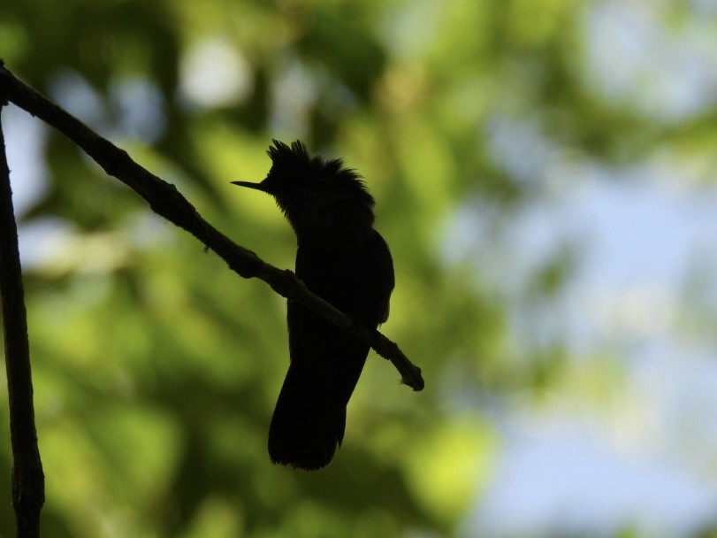Antillean Crested Hummingbird - ML639282425