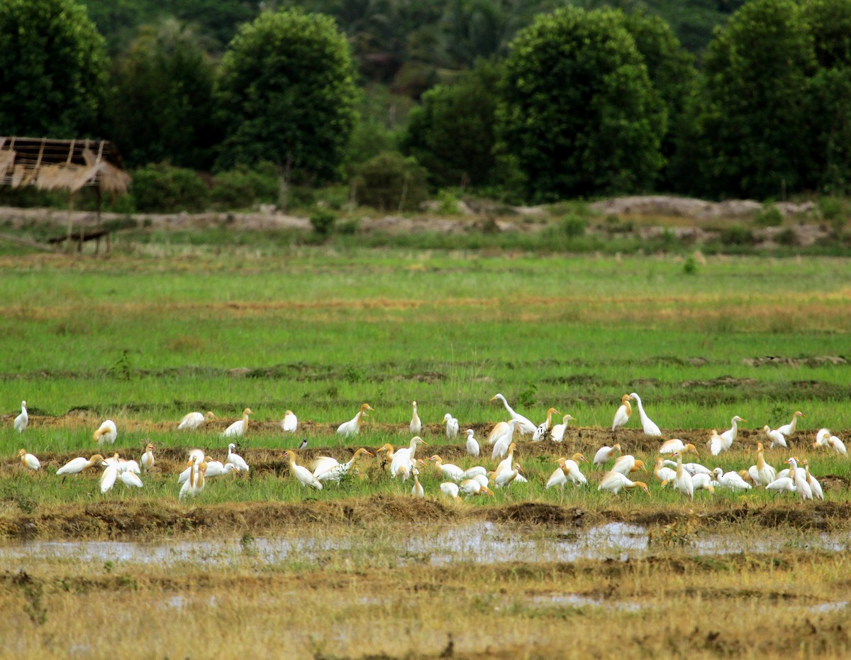 Eastern Cattle-Egret - ML639282429