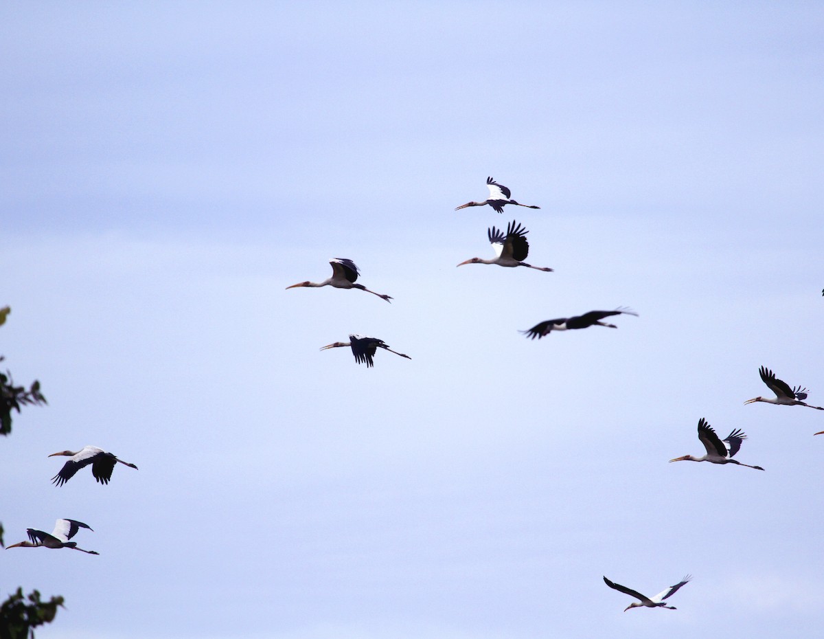 Milky Stork - ML639282445