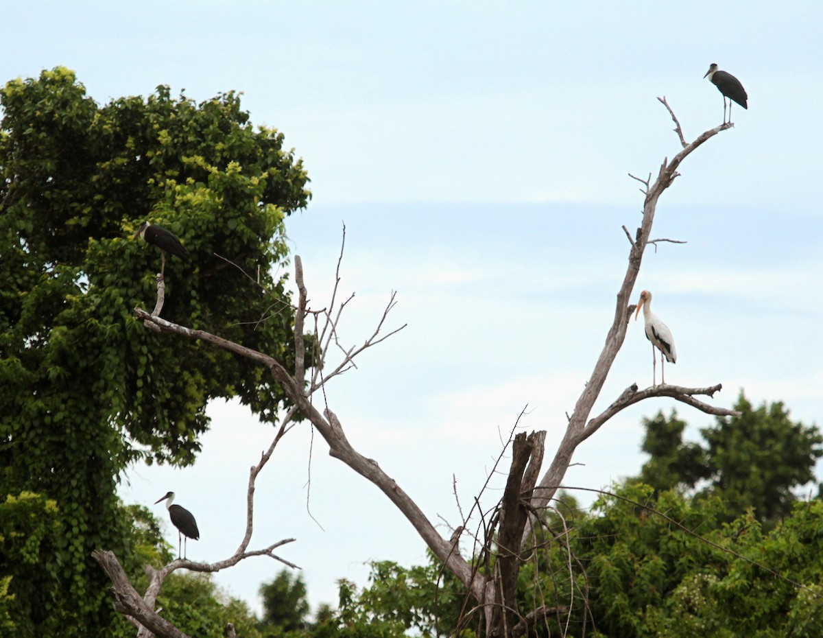 Asian Woolly-necked Stork - ML639282454