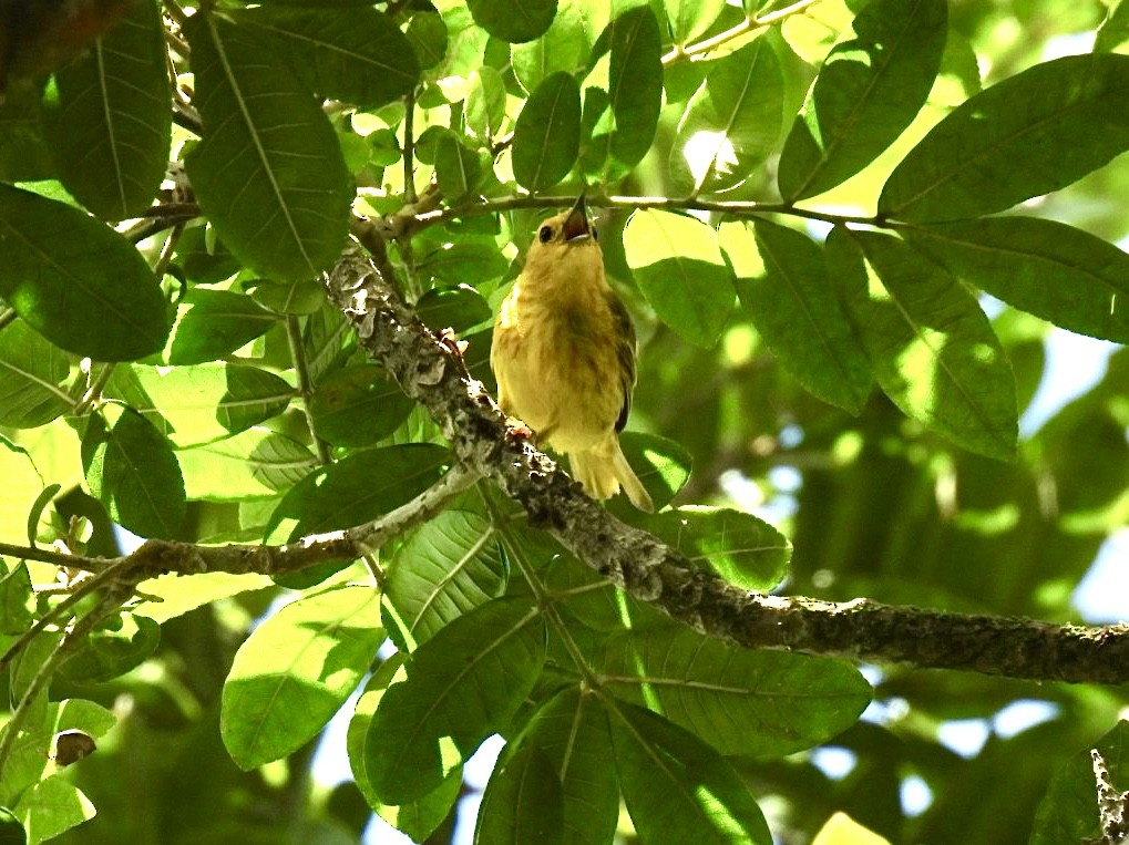 Yellow Warbler - ML639282462