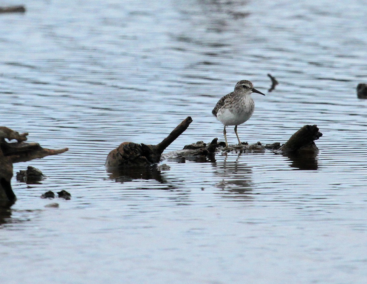 Long-toed Stint - ML639282468