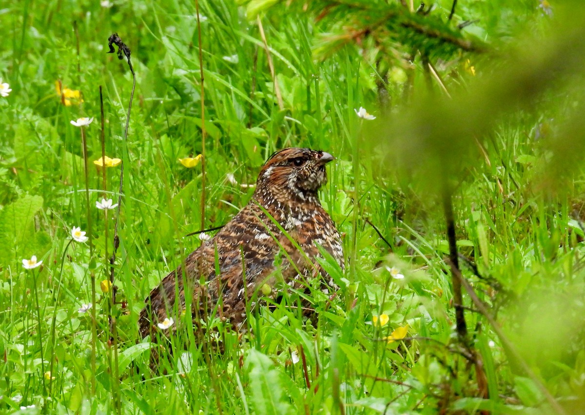 Chinese Grouse - ML639282533