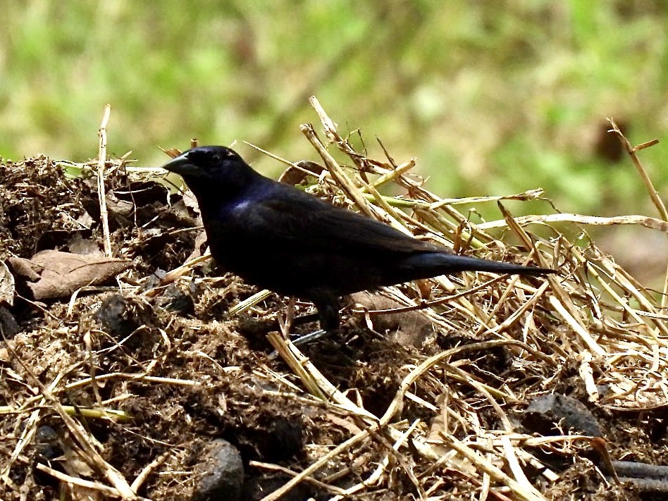 Shiny Cowbird - ML639282549