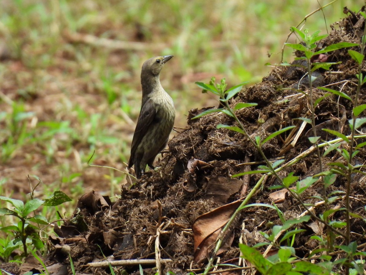 Shiny Cowbird - ML639282550