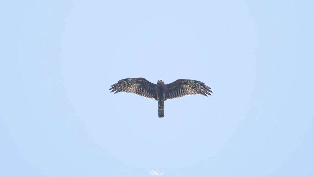 Pied Harrier - ML639282604