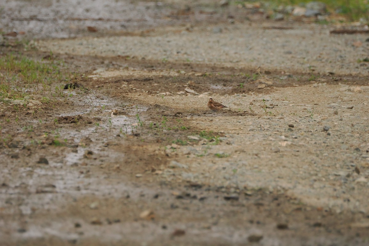 Crimson-winged Finch (Eurasian) - ML639282615