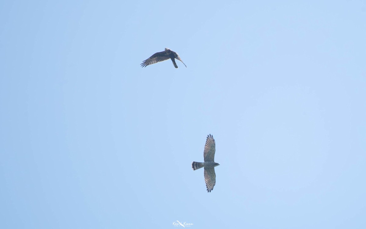 Gray-faced Buzzard - ML639282624