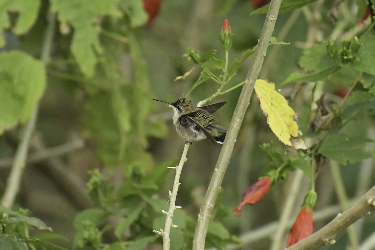 Ruby-throated Hummingbird - ML639282651