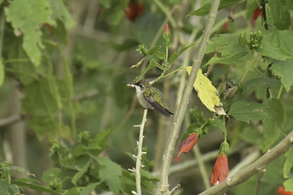 Ruby-throated Hummingbird - ML639282653