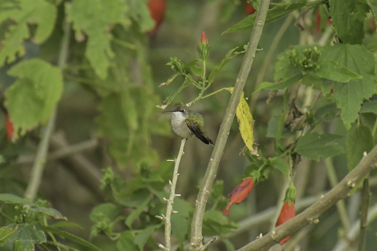 Ruby-throated Hummingbird - ML639282654