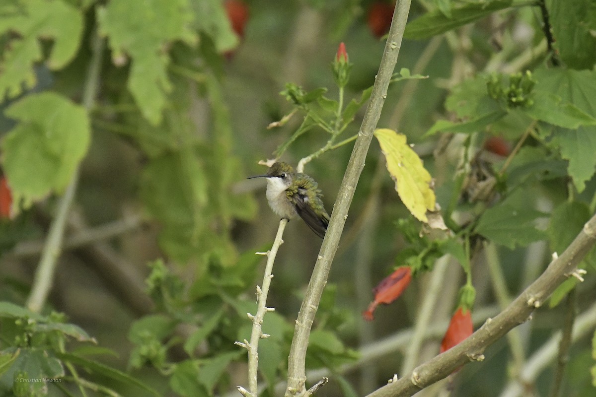 Ruby-throated Hummingbird - ML639282655