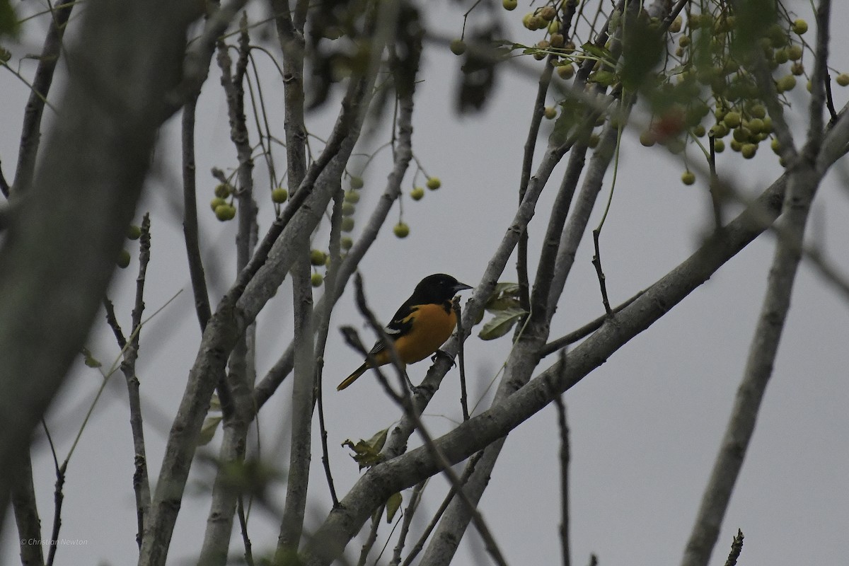 Baltimore Oriole - ML639282657